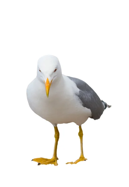 Seagull isolerad på vita urklippsbana — Stockfoto