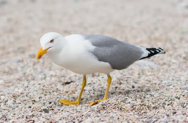 Standing seagull at the beach — Stock Photo, Image