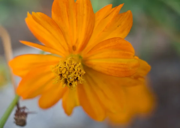 Orange Gänseblümchen, selektiver Fokus — Stockfoto