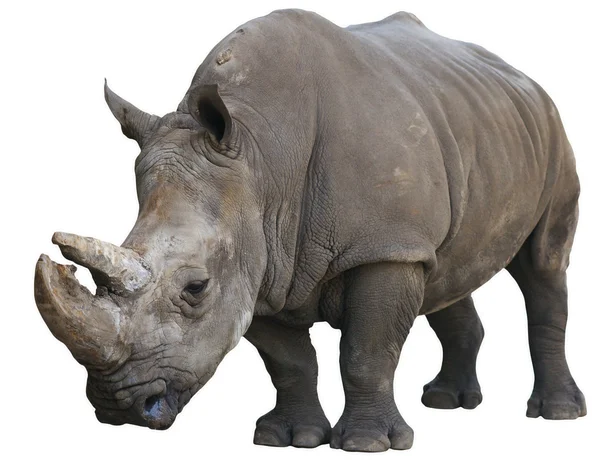 White Rhinoceros isolated over white — Stock Photo, Image