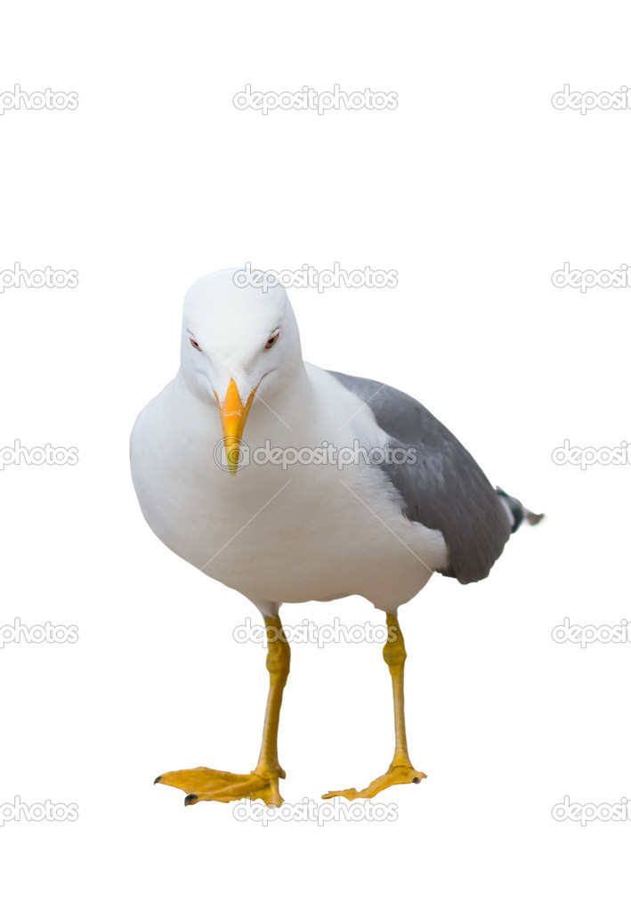 Seagull isolated on white clipping path