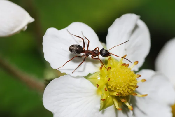 Formiche in fiore — Foto Stock