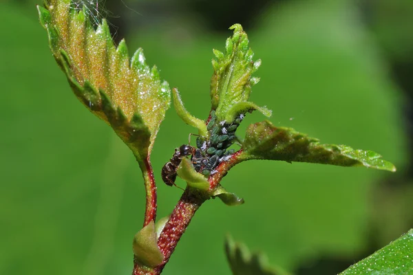 Fourmi aux nombreux pucerons — Photo