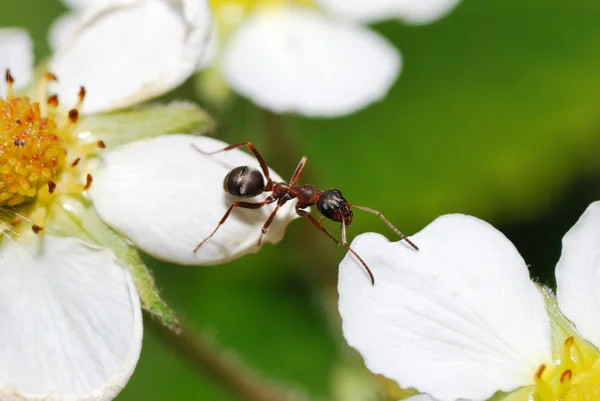 Obstáculo formiga — Fotografia de Stock