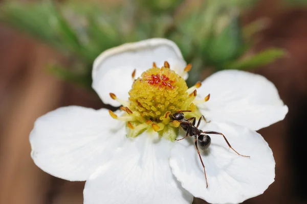 Ant のイチゴの花 — ストック写真