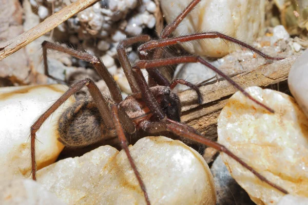 Grande aranha marrom — Fotografia de Stock
