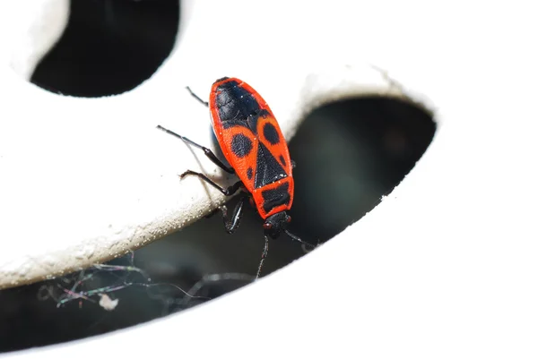 Ogień beetle wygląda — Zdjęcie stockowe