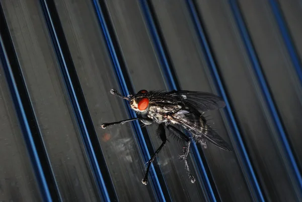 Fly sitting — Stock Photo, Image