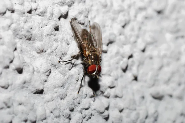 Fly on plaster — Stock Photo, Image