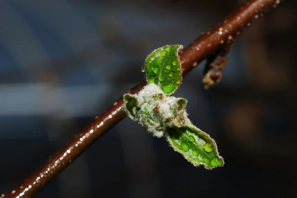 Flor de manzana fresca — Foto de Stock