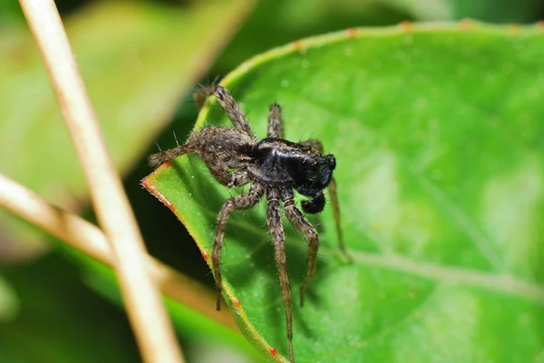 Araña marrón — Foto de Stock