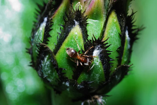 Formiga em flor de milho — Fotografia de Stock