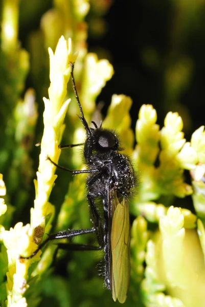 Insect op plant — Stockfoto