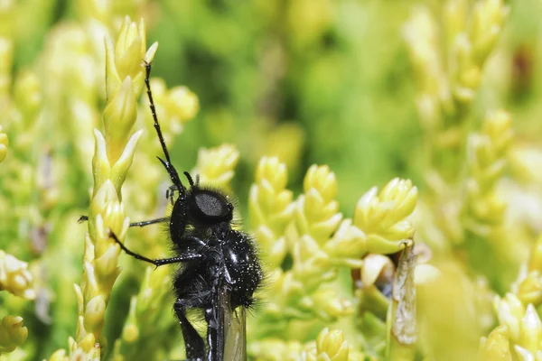 Insektengröße anzeigen — Stockfoto