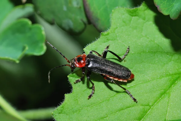 Coléoptère noir rouge au-dessus — Photo