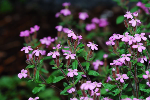 Pequenas flores rosa — Fotografia de Stock