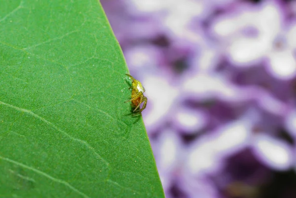 Mały pająk na liściu — Zdjęcie stockowe