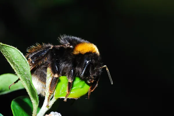 Bumblebee sleeping — Stock Photo, Image