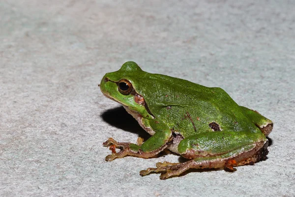 Groene kikker grootte weergeven — Stockfoto