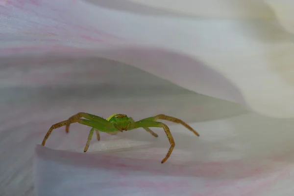 Aranha verde — Fotografia de Stock