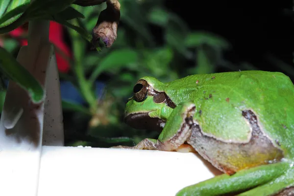 Green tree frog sitting — Stock Photo, Image
