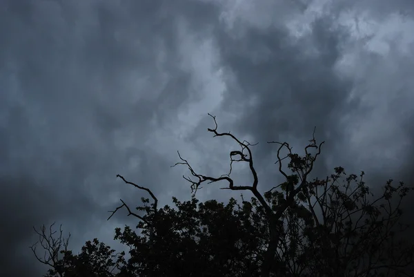 Sturmwolken und Bäume — Stockfoto