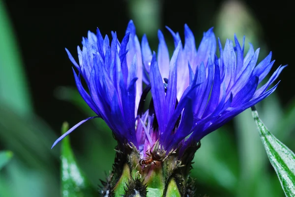 Flor de milho azul e formiga — Fotografia de Stock
