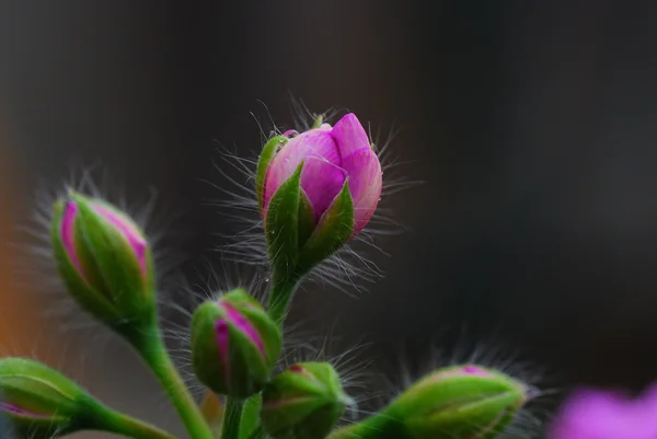 닫힌된 핑크 꽃 — 스톡 사진