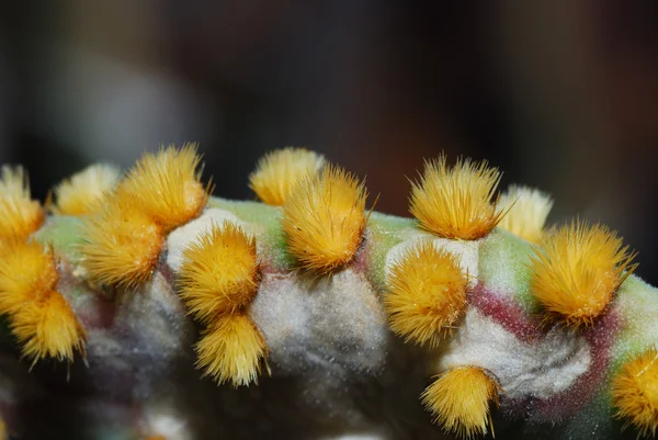 Espinhos de cacto finos — Fotografia de Stock