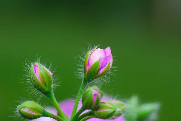 Flores con verde suave — Foto de Stock