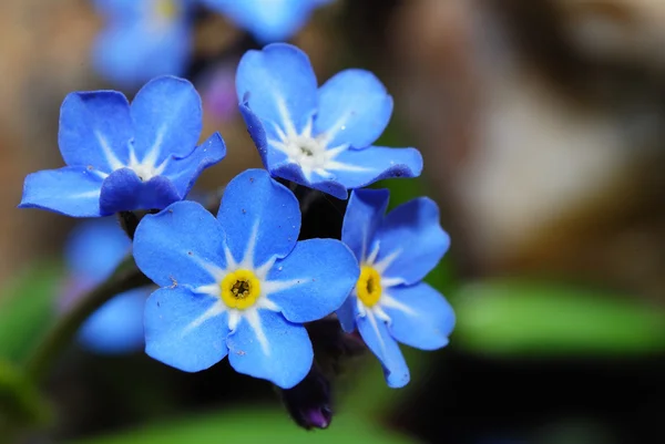 Olvídame-no flor gran vista — Foto de Stock