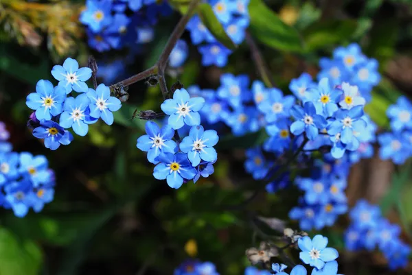 Olvídame-no flor superior — Foto de Stock