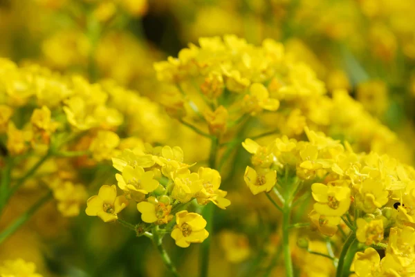 Flores amarillas frescas gran vista — Foto de Stock