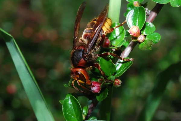 Hornet on flower — Stock Photo, Image