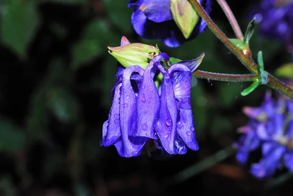 Floare violet — Fotografie, imagine de stoc