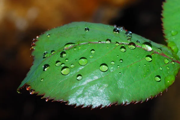 Gotas de chuva na folha — Fotografia de Stock
