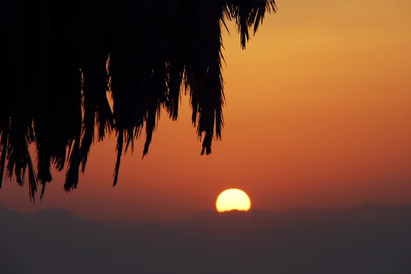 Sunrise and Palm — Stock Photo, Image