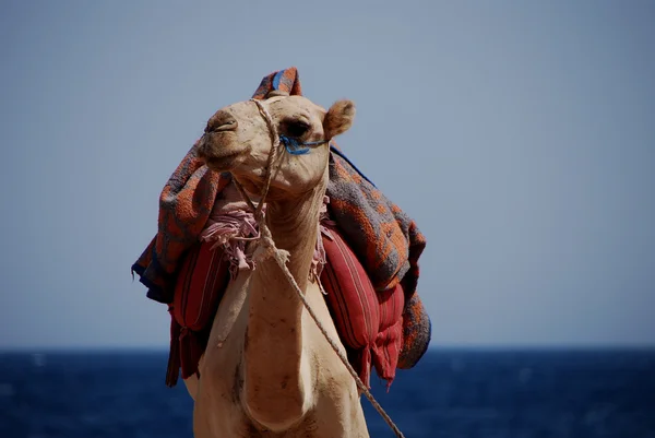 Camel on beach — Stock Photo, Image