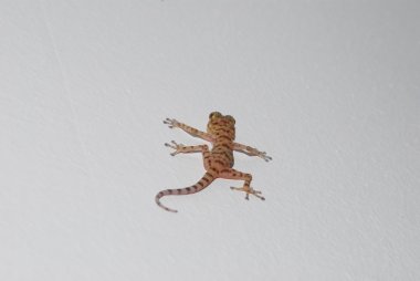 Gecko Merkezi