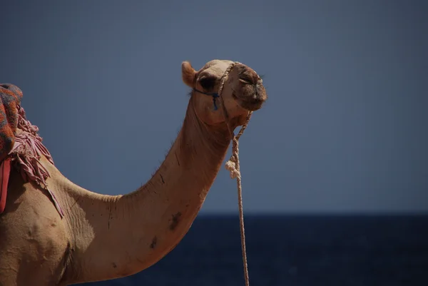 Camel in egypt — Stock Photo, Image
