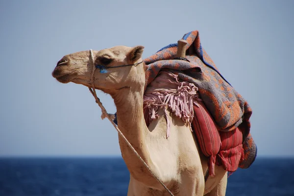 Camel op zoek kant — Stockfoto