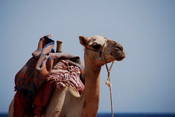 Camel olha — Fotografia de Stock