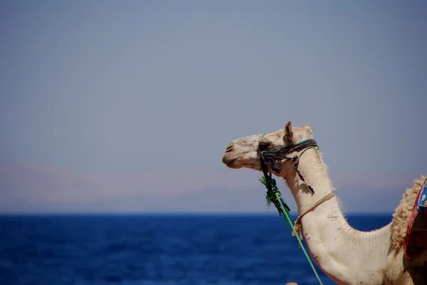 Camelo no mar — Fotografia de Stock