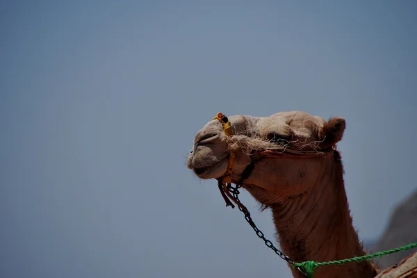 Camelo direito — Fotografia de Stock