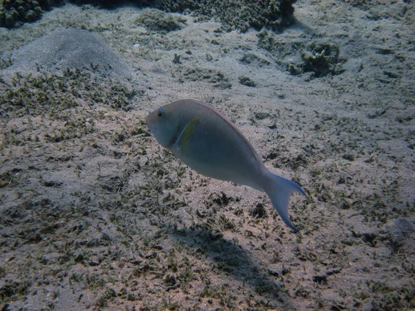 Blue fish — Stock Photo, Image