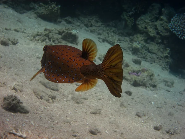 Boxfish yan — Stok fotoğraf