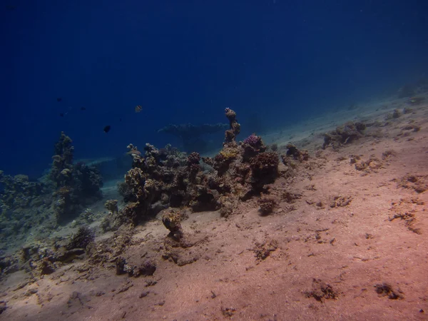 Alt mercan — Stok fotoğraf