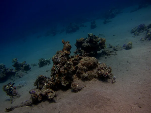 Korallen am Steilhang — Stockfoto
