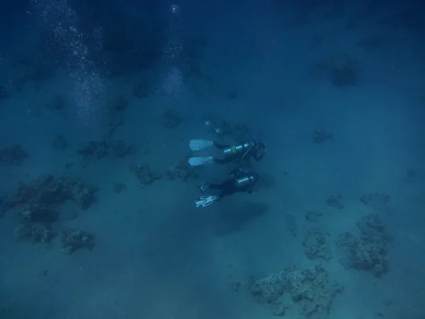 Dalgıçlar deniz dibinin üzerinde — Stok fotoğraf