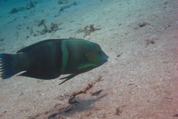 Pesce verde — Foto Stock